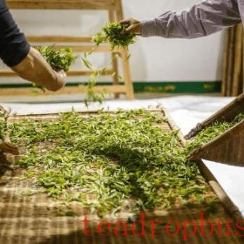 Wilting Process: A Key Step in Tea Production