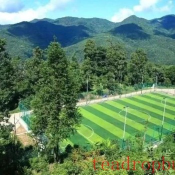 Tea Fragrance from Xishuangbanna: The Famous Pu-er Mountain of Manmaidui