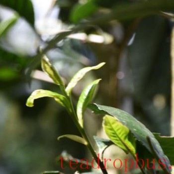 Characteristics of Bingdao Nuowu Ancient Tree Tea