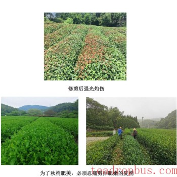 Hangzhou Timely Perform Summer Pruning on Tea Bushes