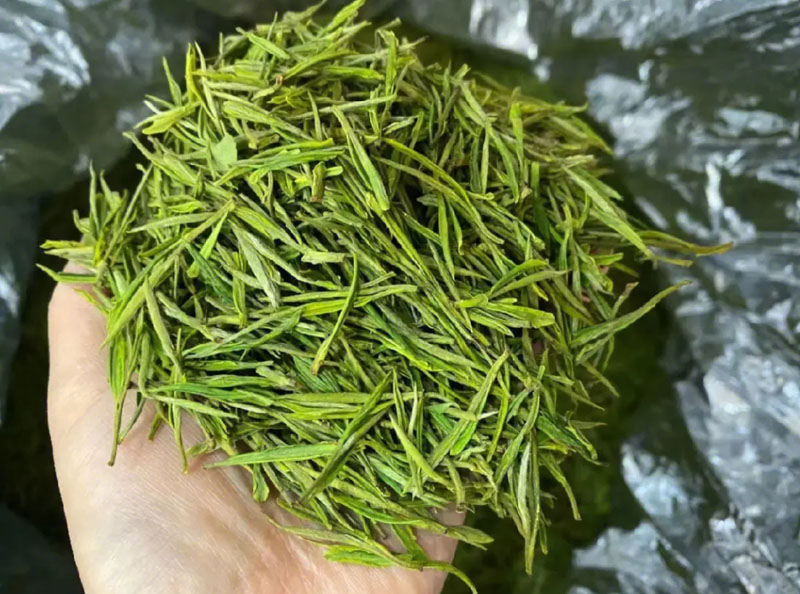 Panzhou City: Developing Integrated Tea Tourism Industry to Boost Farmers- Income