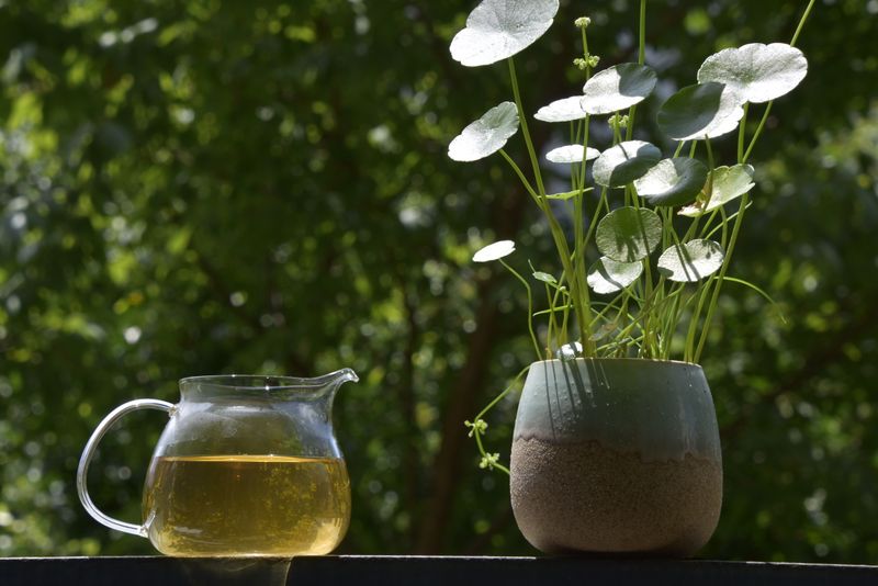 Pu-erh Tea Price: Eight Factors Affecting the Value of Pu-erh