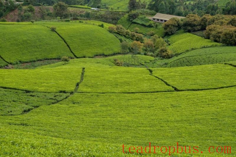 kenyan tea
