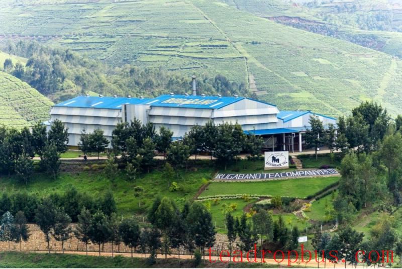 rwanda tea