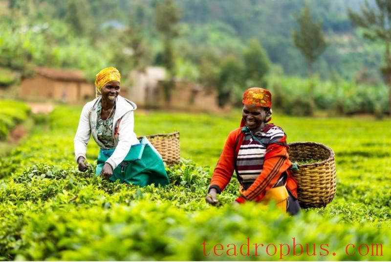 rwandan tea