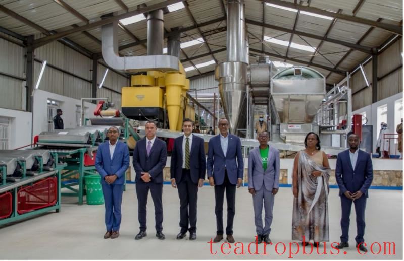 Rugabano Tea Estate and factory in Rwanda