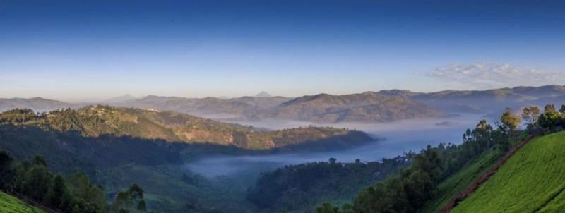 silverback tea company