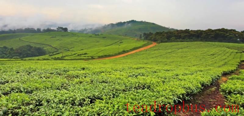 mozambique tea