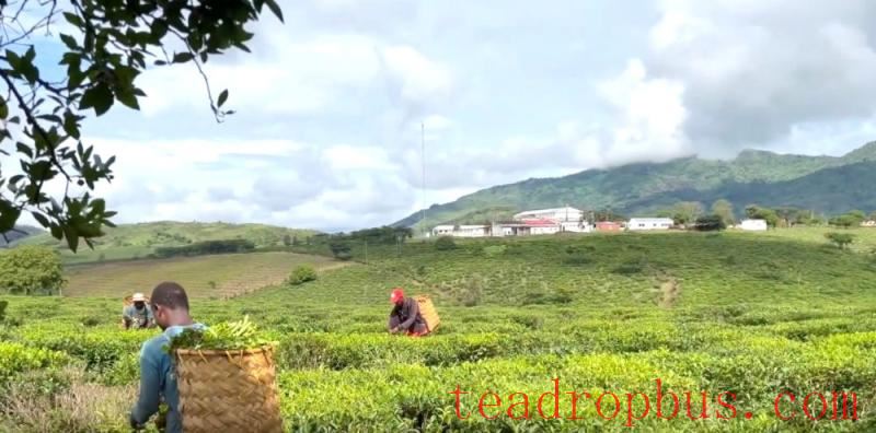 mozambique tea