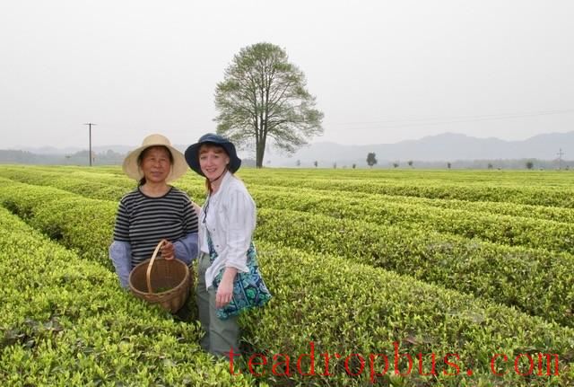 cynthia Fazekas, adagio teas