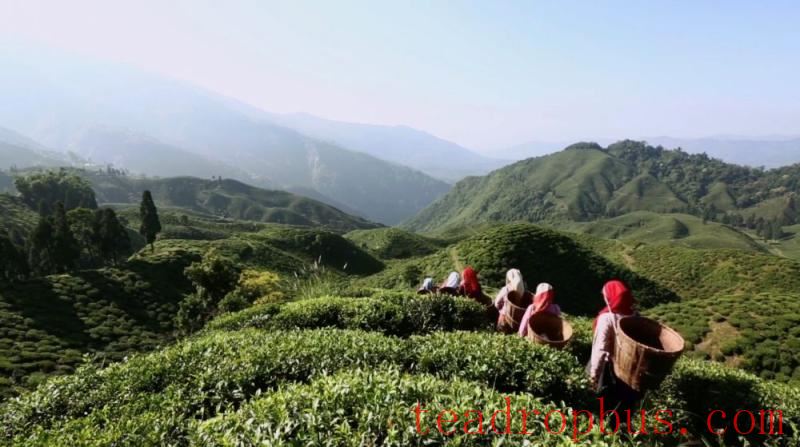 goodricke group margaret's hope