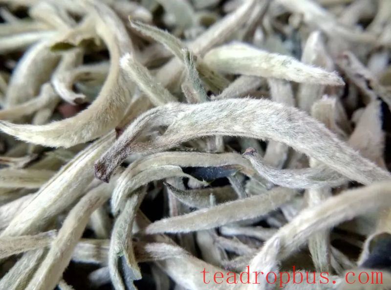 Yunnan White Tea - Simplicity is the Ultimate Sophistication-3