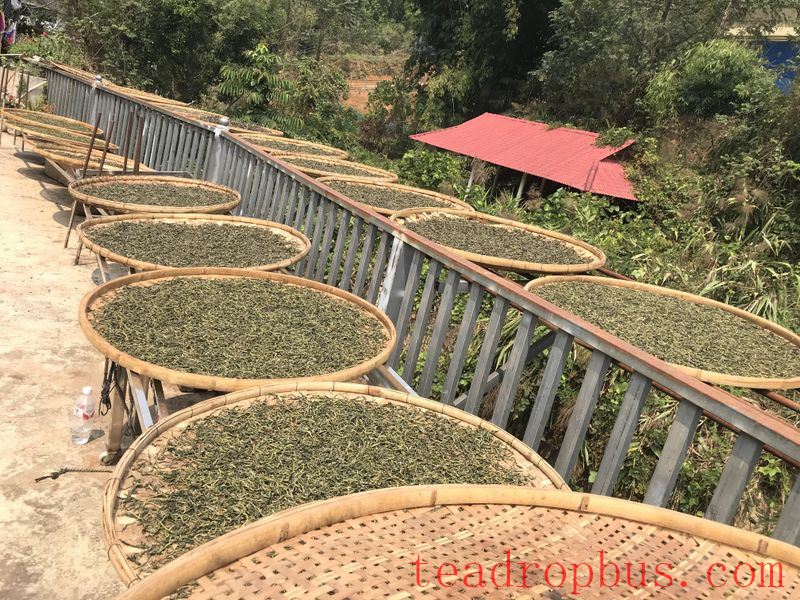 Characteristics of Old Manuo Ancient Tree Tea-2