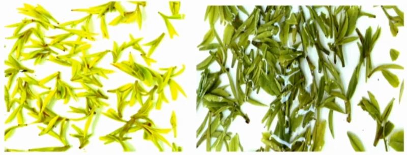 Selecting and Preserving High-Quality Early Spring Green Tea-11