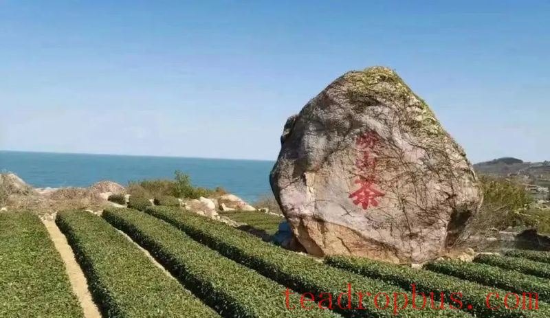 What is Laoshan Green Tea?-1