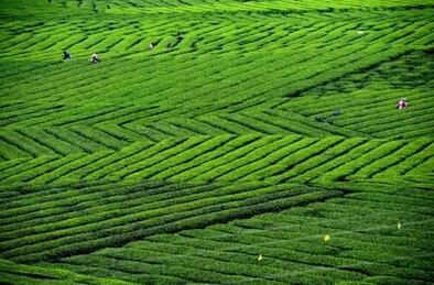 Why do I drink tea every day?-1-ChinaTeaGuru: Exploring Chinese Tea Culture and Kung Fu Tea - Tea Art, Tea Ceremony, Tea Knowledge Why do I drink tea every day?-1