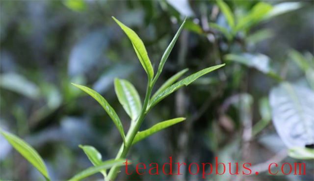 Distinguishing Methods for Spring, Summer, and Autumn Teas-1