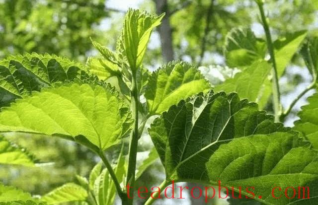 Morus Leaf Tea's Amazing Benefits and Uses-1