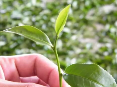 Seven Times When You Should Not Drink Tea-1