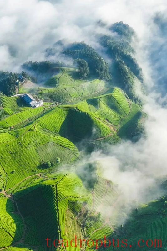 What Kind of Tea Can Be Called Good Hubei Tea?-1