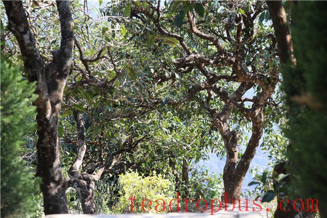 What is the Price of Centennial Ancient Tree Pu'er Tea?-1