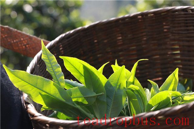 Differences and Comparisons Between Spring, Summer, and Autumn Pu'er Tea-2