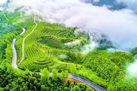 Exploring the Treasured Dark Tea of Anhua at 30 Degrees North Latitude-1