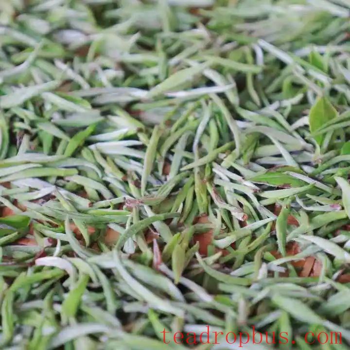 Mengding Ganlu: A Thousand-Year Journey of a Single Tea Leaf-8