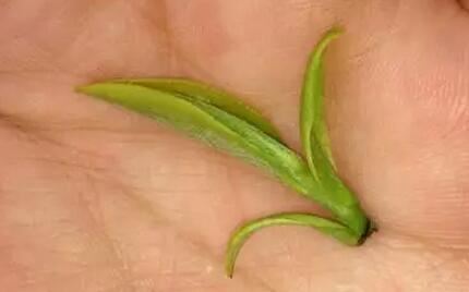 Playing with the tea leaves after drinking is the mark of a true expert!-4