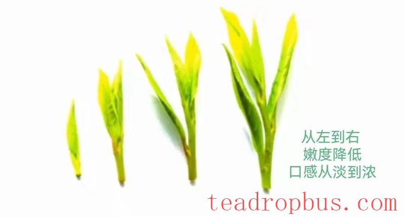 Selecting and Preserving High-Quality Early Spring Green Tea-6