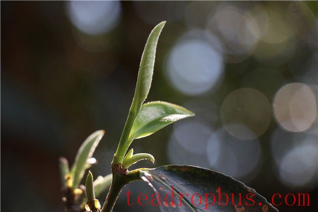 Taste Characteristics of Bingdao Old Village Tea-1