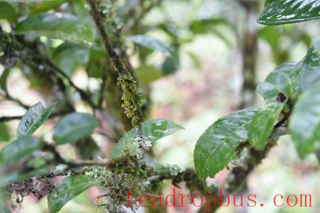 Where is the best spring Pu'er tea from?-1