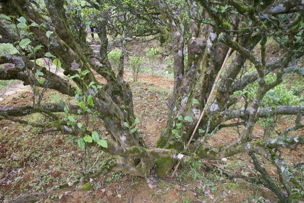 Old tea tree