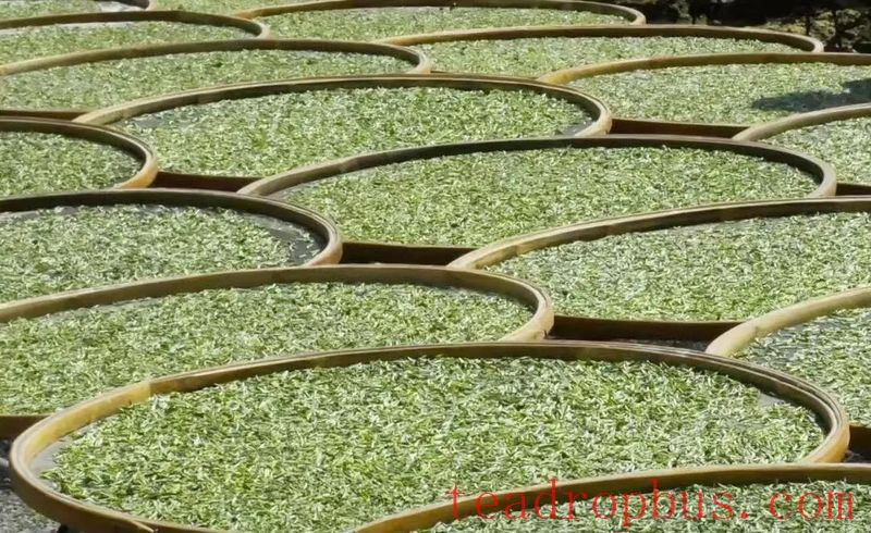 Wilt, the Soul of White Tea Processing-1