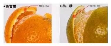 Headache! Can You Tell the Difference Between Chenpi Pu'er, Jupu, Ganpu, and Xiaoqinggan?-5