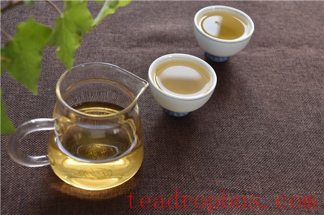 Puer Spring Tea: When Does the Harvest Begin?-3
