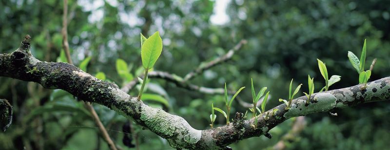 Puer Tea: A Holistic Product of Nature-1
