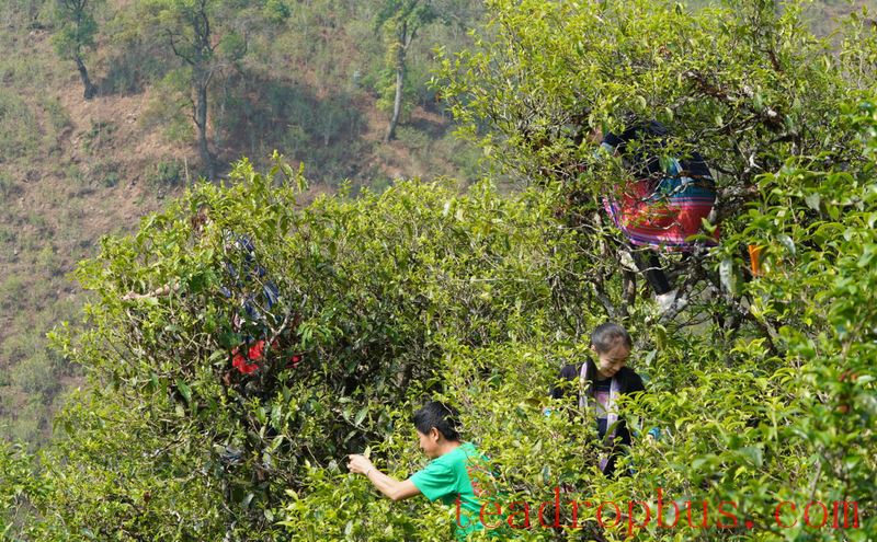 Where Does the Freshness and Refreshment of Spring Tea Come From?-1