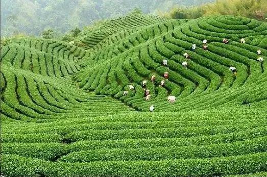 Guzhang Maojian—The Enduring Tea Melody of Ancient Yang River-1