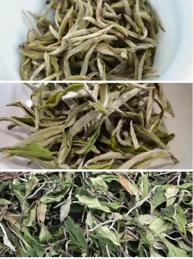 Tasting White Tea, Embracing the Rhythm of Nature-2