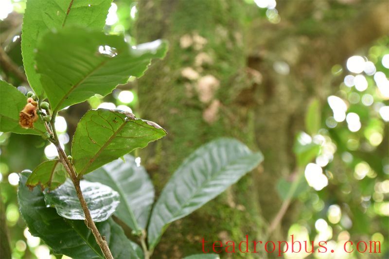 Misconceptions about Tea: 