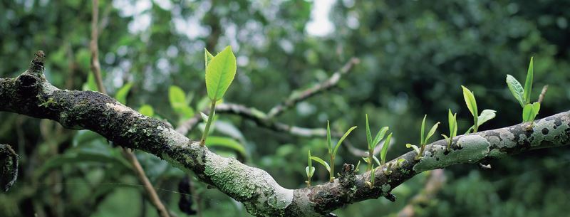 The Five Wonders of Sheng Pu'er Tea-1