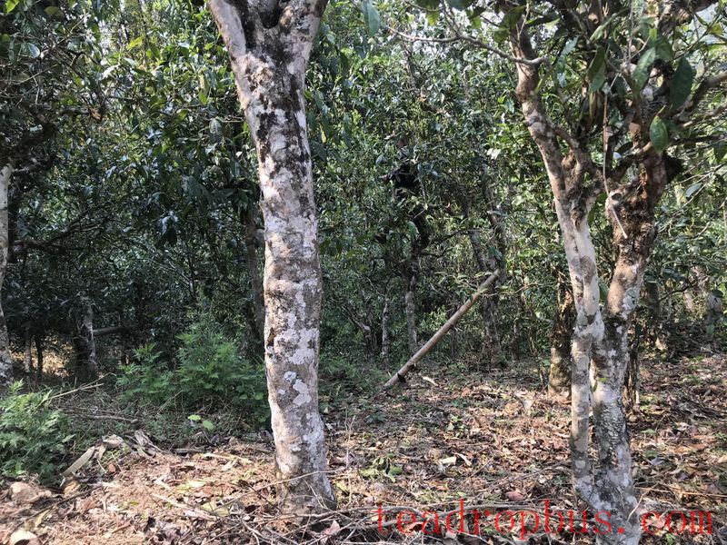 Puer Ancient Tree Spring Tea Characteristics-1