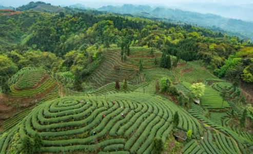 The Oldest Renowned Tea of China — Mengding Ganlu-4
