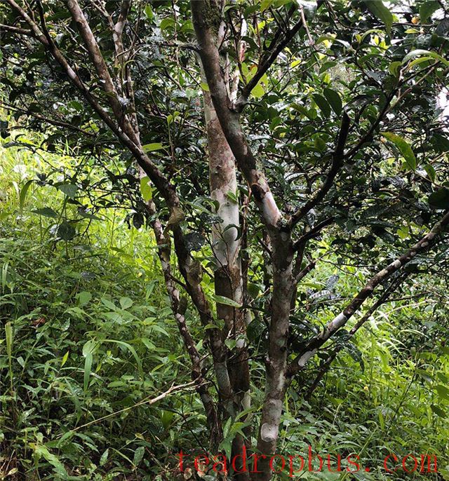 Characteristics of the Ancient Tea Trees in Baihua Tan-1