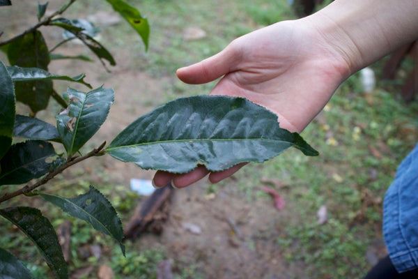 leaf of laobanzhang gushu