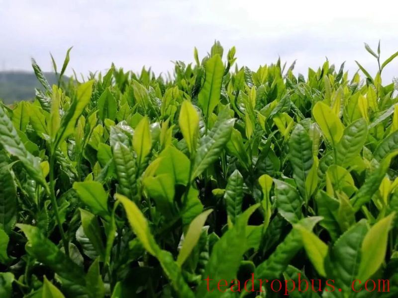 What is Xiuning Songluo Tea?-1