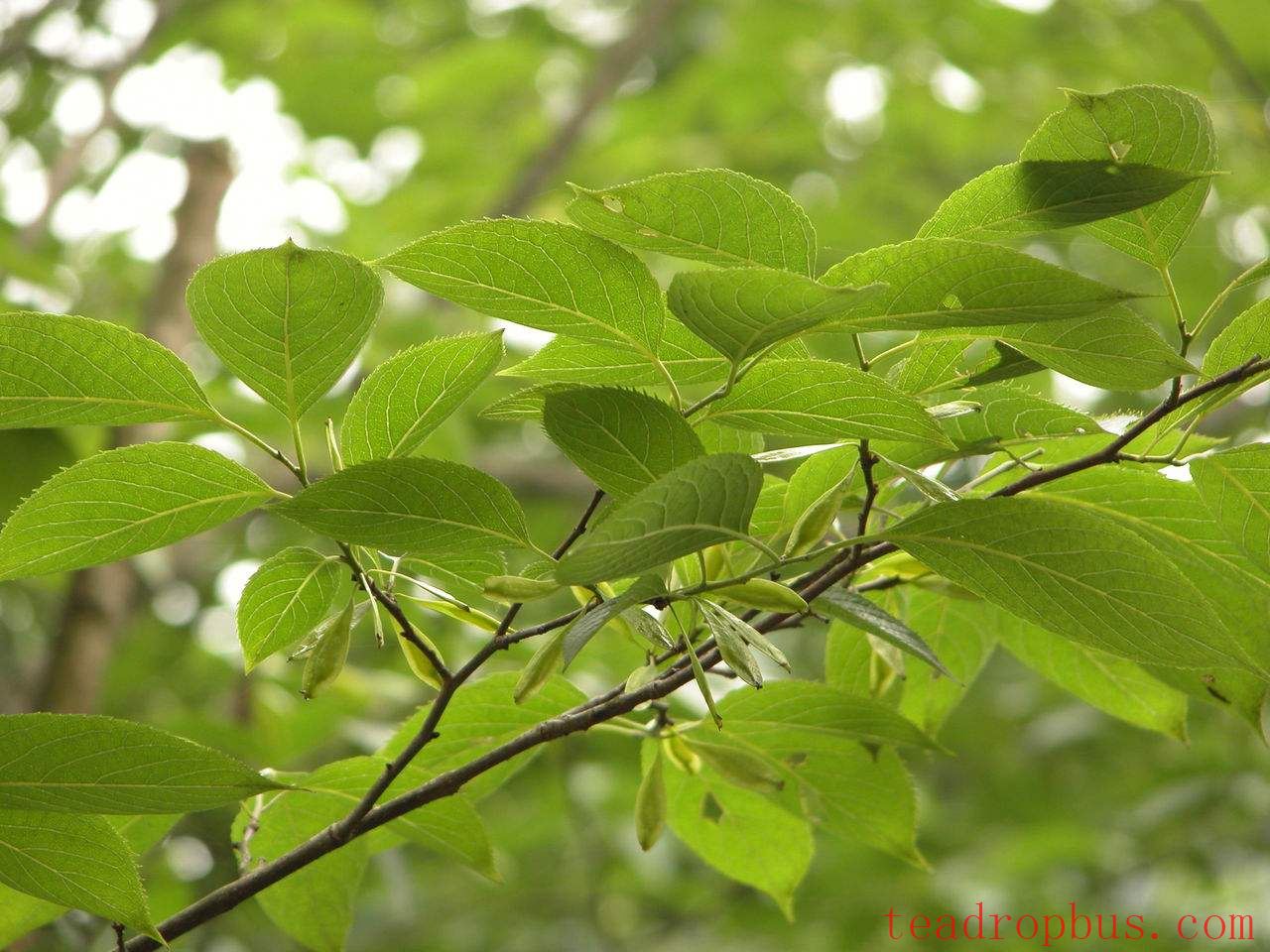 The Benefits and Preparation Method of Eucommia Bark Tea-4