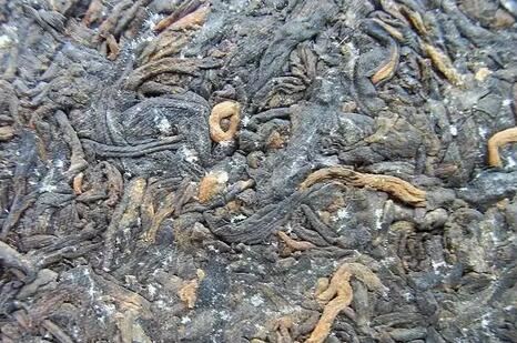 Still Confused About Moldy Tea, Still Confused About Moldy Tea,