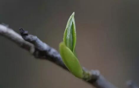 Enjoying Spring Tea: Here's What You Need to Know-1